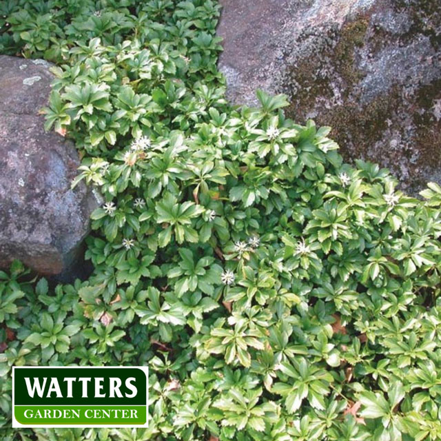 08-Japanese-spurge-Pachysandra-terminalis-groundcover-Watters-mark.jpg