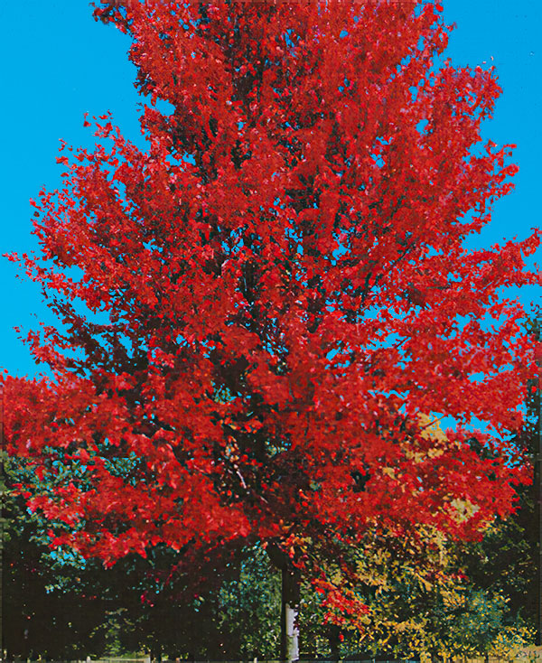 10-Maple-autumn-blaze-600px.jpg