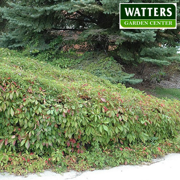 12-virginia-creeper-Parthenocissus-quinquefolia-groundcover-Watters-mark.jpg