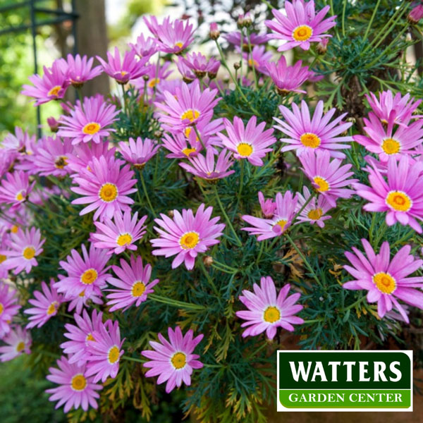 Aster-in-garden-bloom-watters-logo.jpg