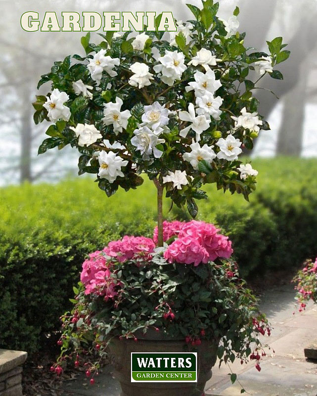 Gardenia-tree-in-container-watters-mark_800.jpg