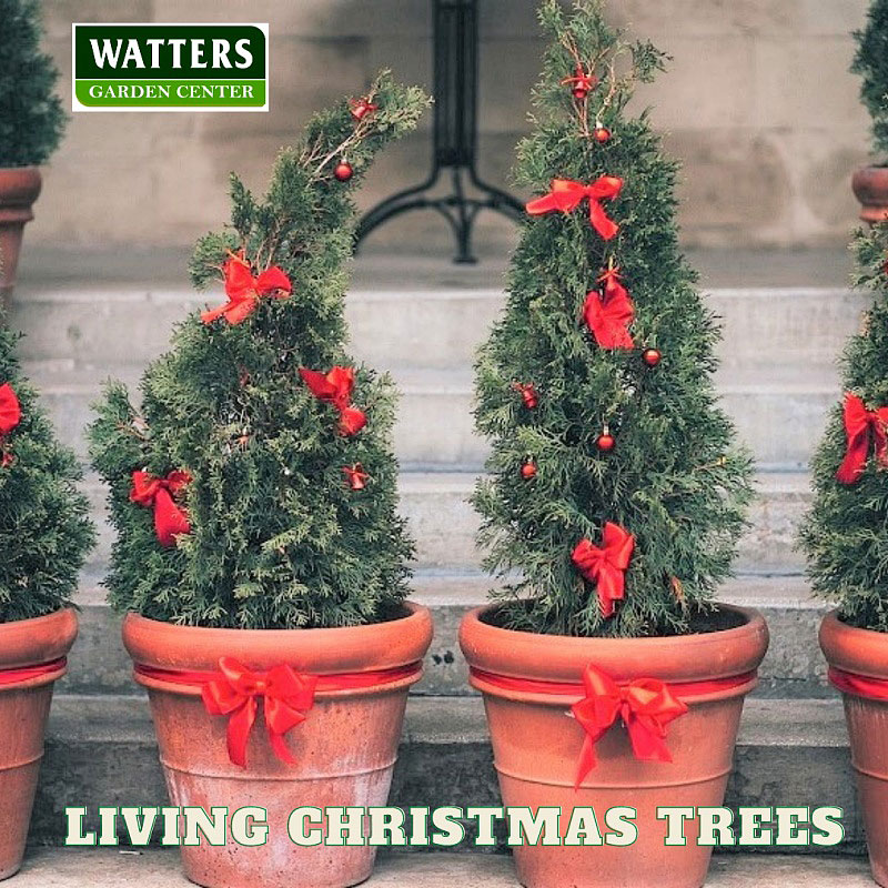Living-Christmas-Trees-Watter-mark_800.jpg
