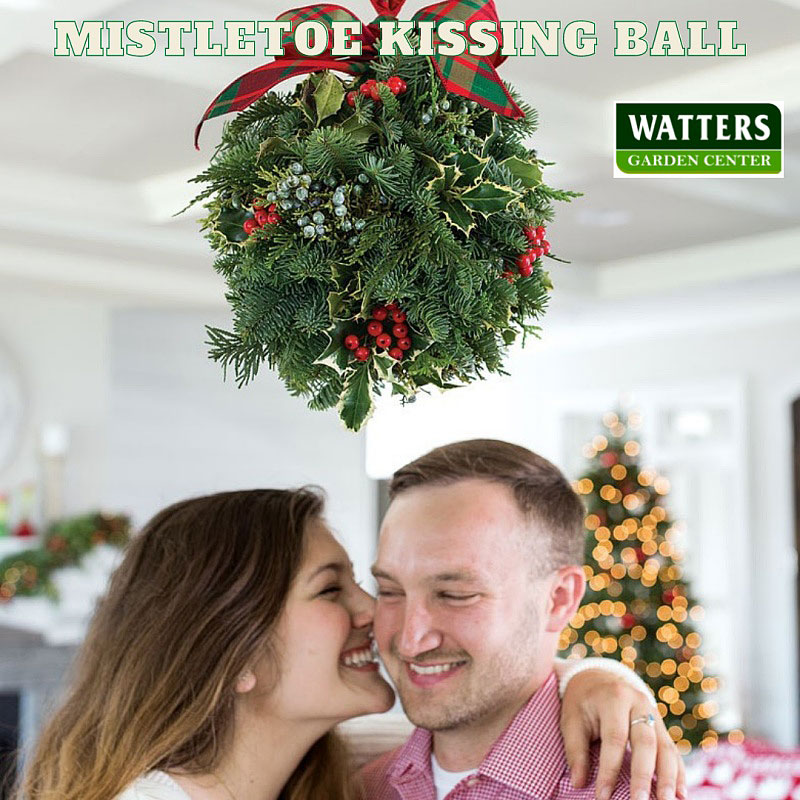 Mistletoe-Kissing-Ball_800.jpg