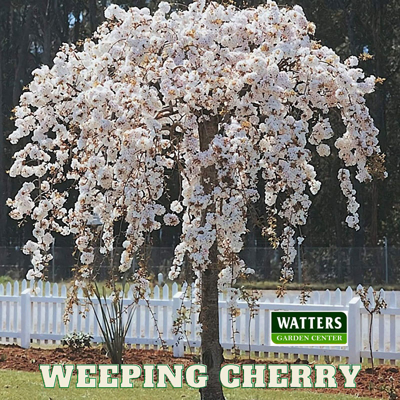 batch_Cherry-Weeping-white-with-picket-fence-Watter-mark-Label.jpg