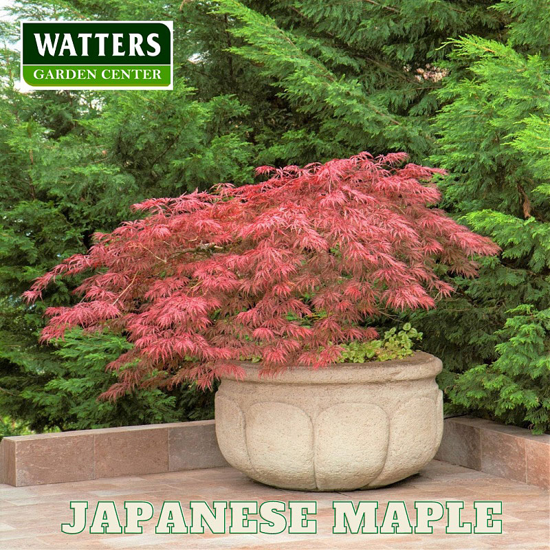 batch_Maple-Japanese-in-large-container-Watter-mark-Label.jpg