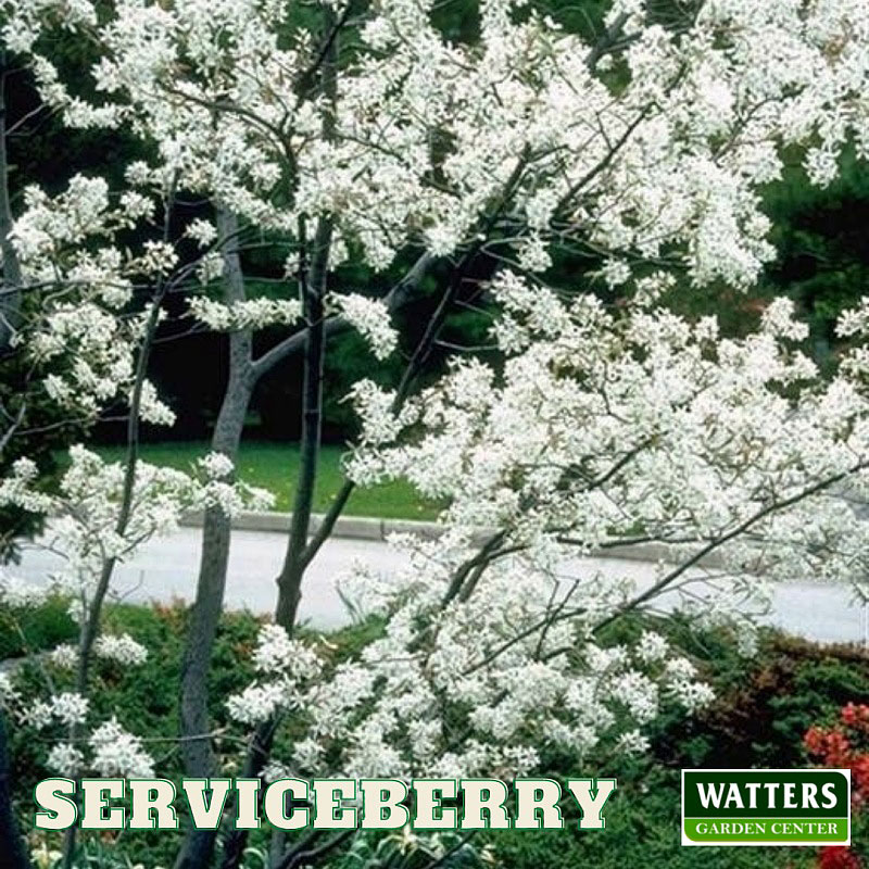 batch_Serviceberry-Amelanchier-in-white-bloom-Watter-mark-Label.jpg
