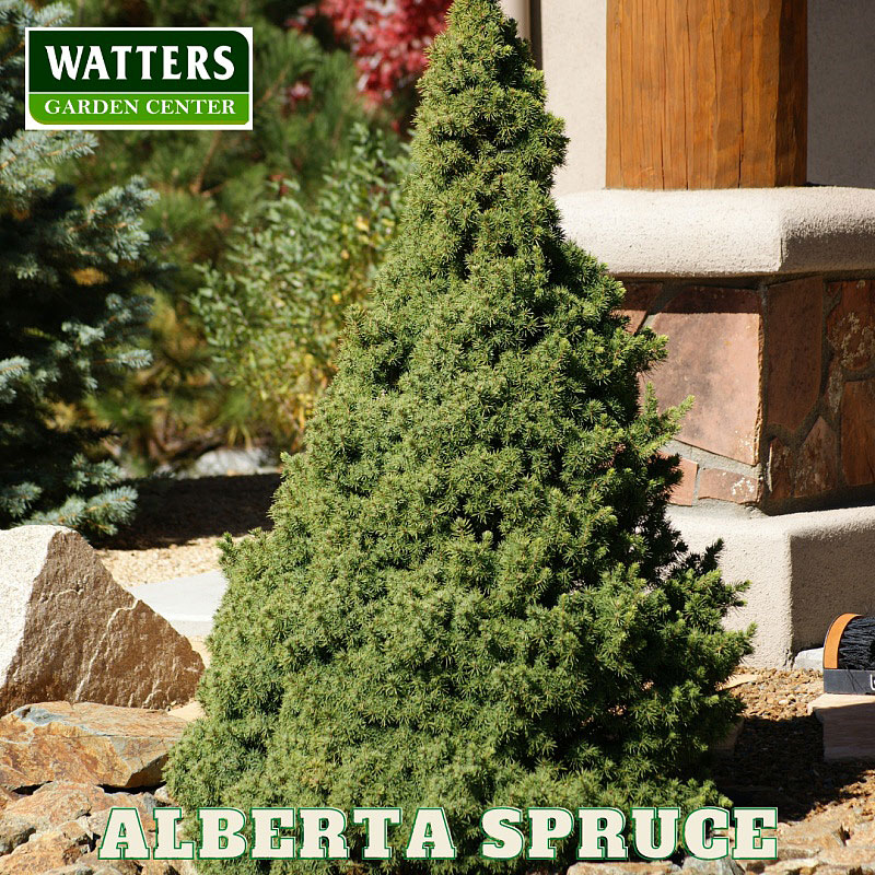 batch_Spruce-Alberta-in-the-landscape-Watter-mark-label.jpg