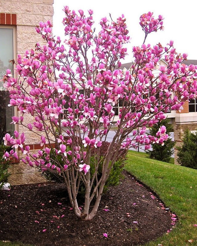 batch_magnolia-in-pink-bloom.jpg