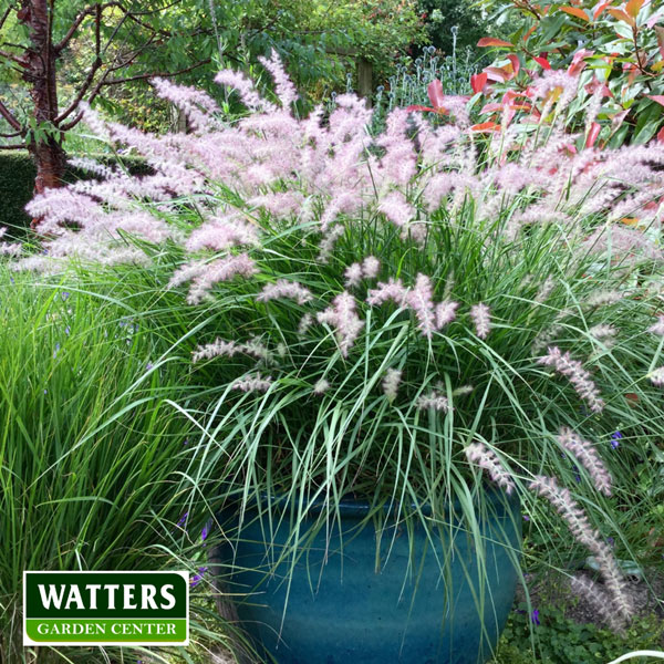 grass---Fountain-Grass-in-blue-pot-Pennisetum-alopecuroides-Watters-Mark.jpg