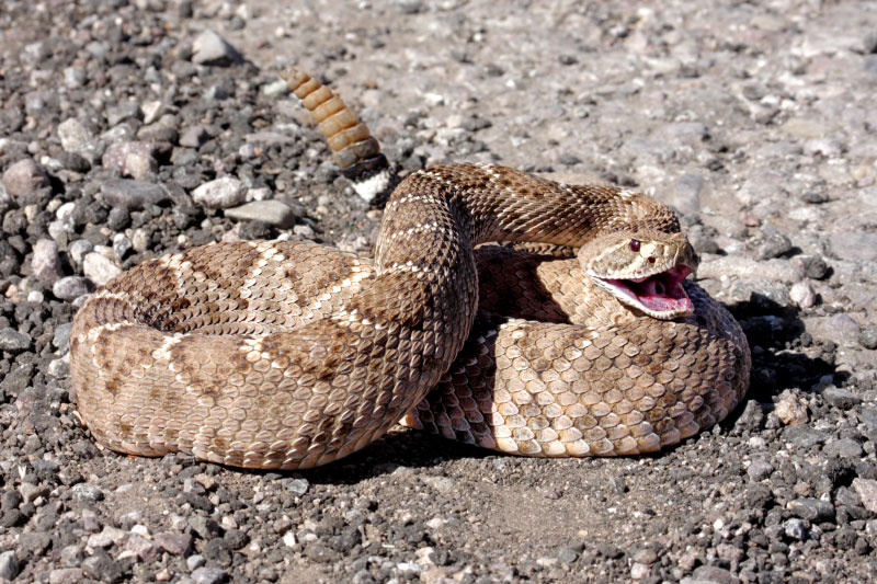 April is Rattlesnake Wake-Up Month!