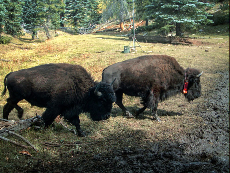 Collared bison on the North Rim of Grand Canyon National Park, 2017. (NPS camera trap photo)