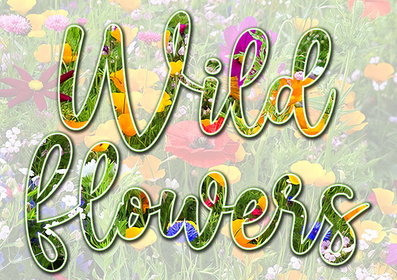 The Best Way to Grow Wildflowers
