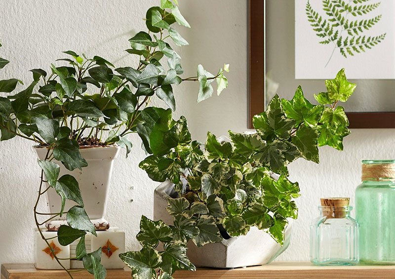 Top 10 Houseplants for a Healthier New Year