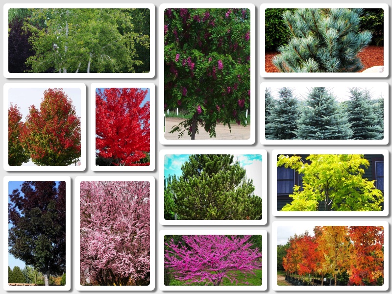 Best Landscape Trees by All Four Seasons