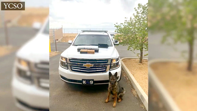 YCSO K-9 Alerts to $150M in Powdered Fentanyl