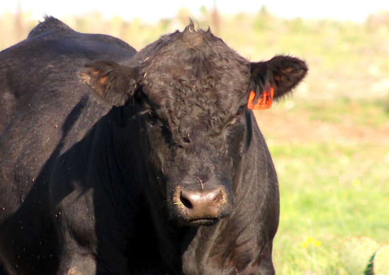 UofA Offers 2020 Climate &amp; Drought for Beef Producers