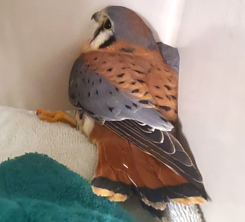 Kestrel Rescue in Chino Valley