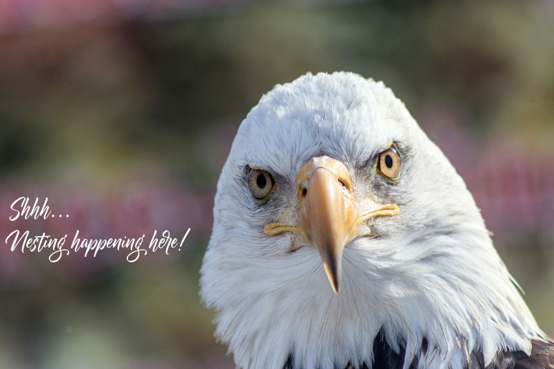 Ladders Area Along the Verde River Closed to Protect Nesting Bald Eagles