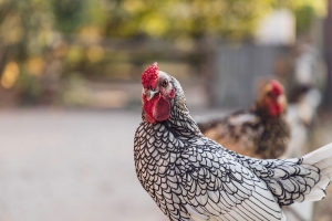 PV Seeks Public Opinion Regarding Chickens &amp; Rabbits on Residential Lots