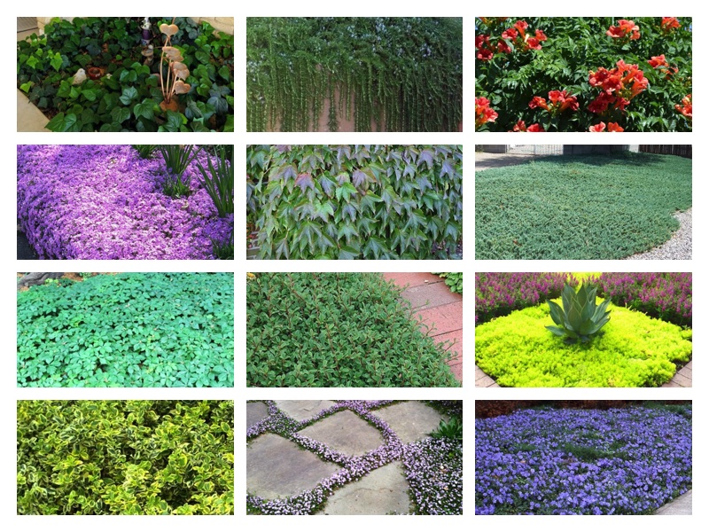 12-ground-covers-that-provide-year-round-color-copperstate-news