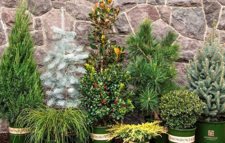 Top 10 Evergreen Shrubs of Winter +