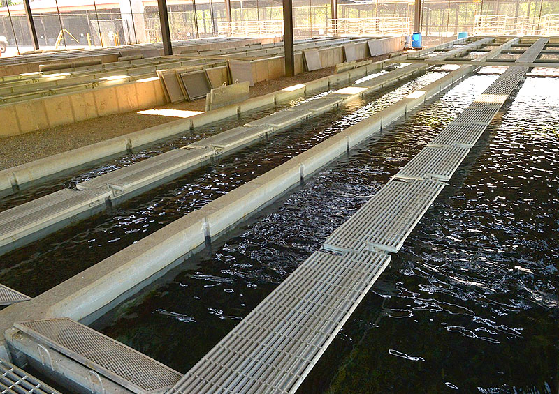 Fish Stockings Suspended from Page Springs Fish Hatchery