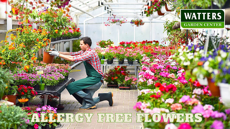 Allergy Free Flowers for Summer Gardens