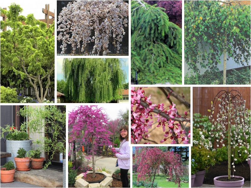 Dramatic Weeping Trees for Any Garden