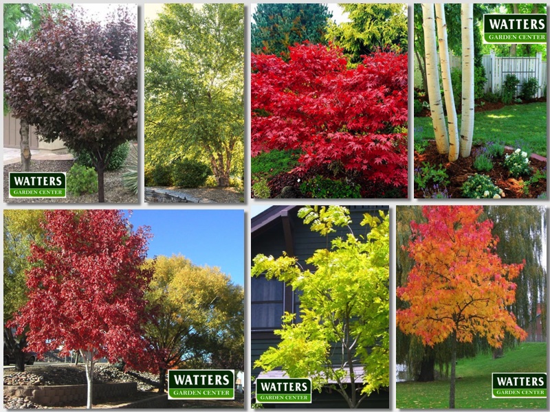 7 Trees with Brilliant Fall Color + Bonus