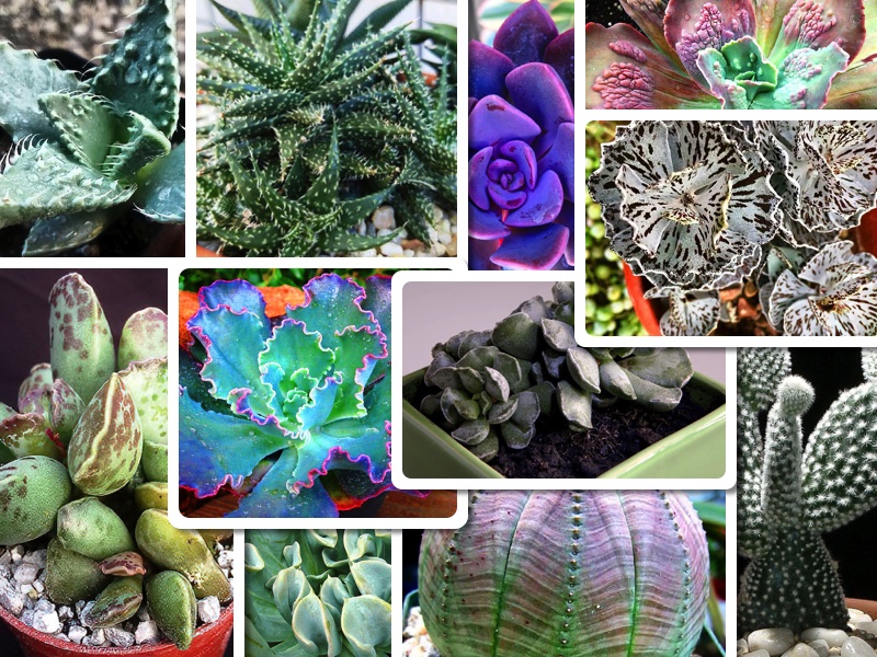10 Beautifully Hideous Succulents
