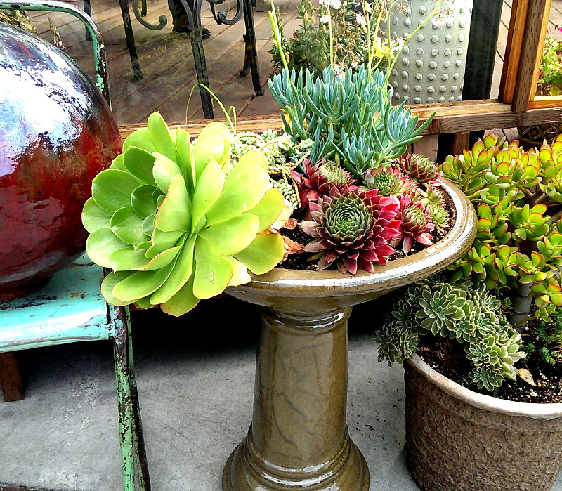 How to Plant Stylish Succulents In Shallow Planters