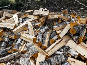 Fuelwood Collection Opportunities in Prescott National Forest