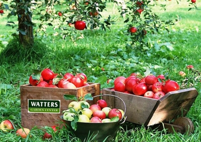 Are Fruit Trees a Good Investment?