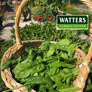Insider Tips to Maximize Salad Gardens