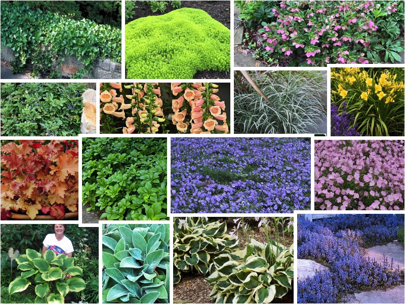 14 Plants That Thrive in Dry Shade