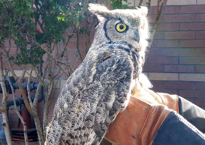 Rescued: Great Horned Owl