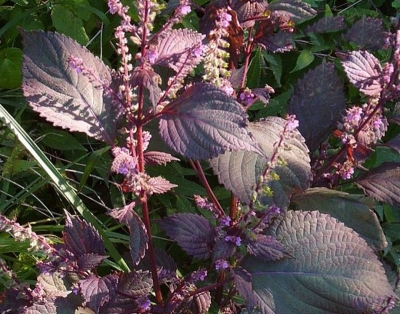 Healthy Herbs Best Grown in Shade