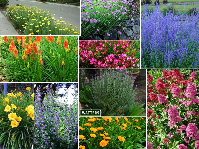 Best Perennial Flowers for June &amp; Beyond