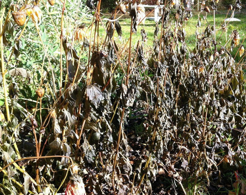 What happens when Plants are Dormant