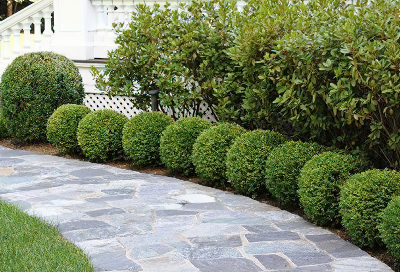 5 Ways to Design with Boxwood