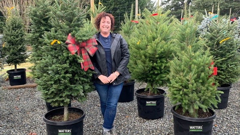 Holiday Evergreens That Hide the Neighbors