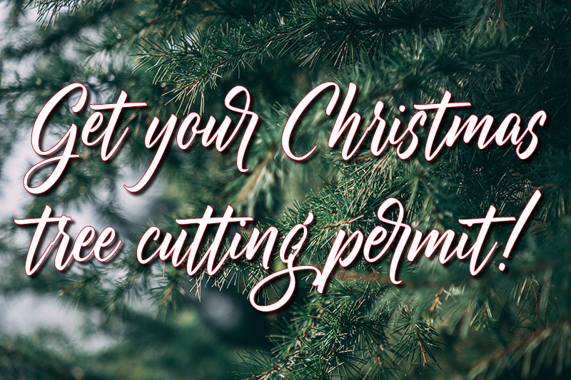 Cut Your Own Christmas Tree