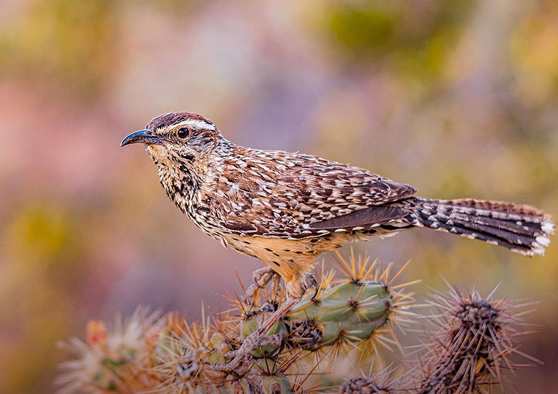 Your Photo Just Might Be Chosen for the Arizona Wildlife Views Magazine