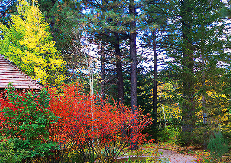 Top 10 Colored Shrubs of Autumn