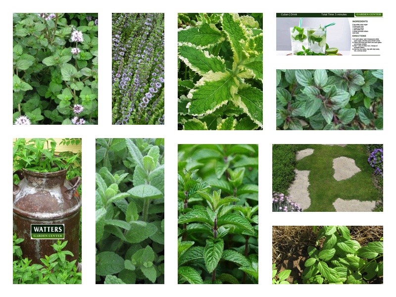 Top 10 Mints to Grow in Local Gardens