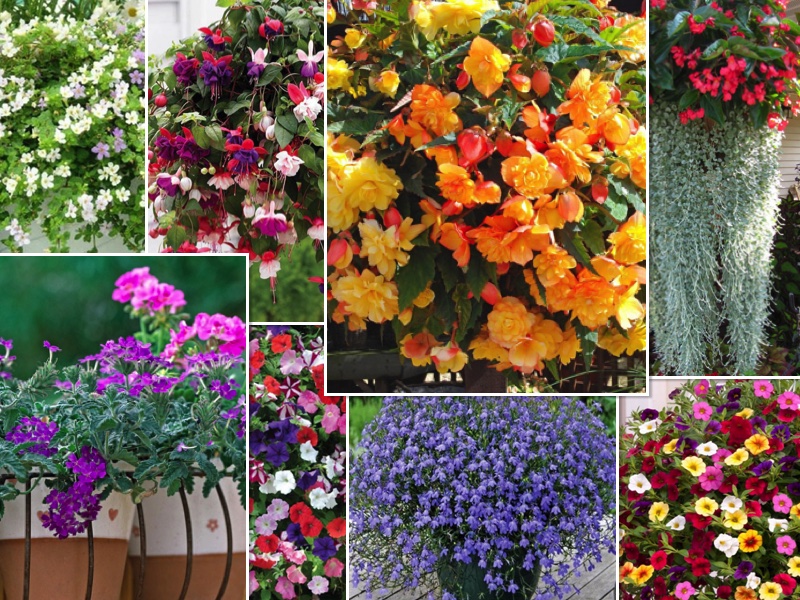 8 Colorful Plants for Hanging Baskets