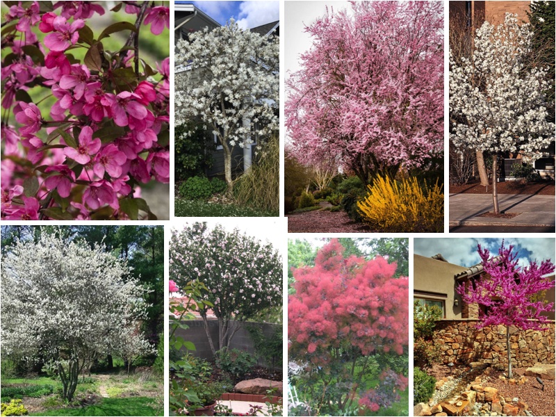 8 Flowering Trees for March Planting