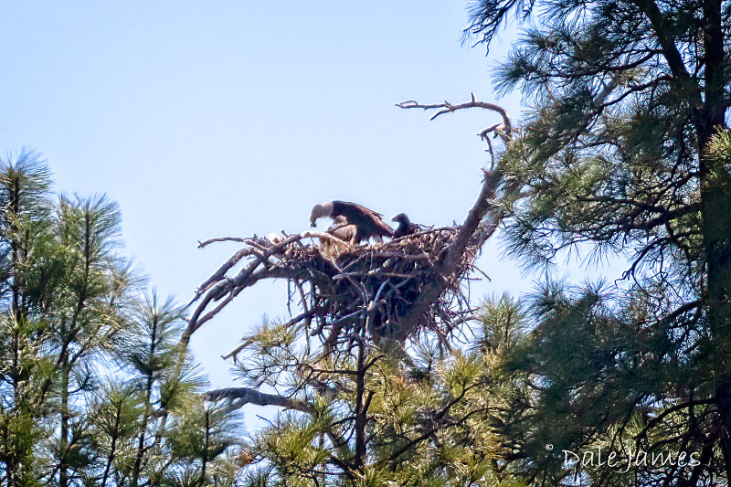 Lynx Lake Eagles Have Two Eaglets in the Nest