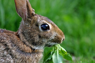 Rabbit-Proof Plants for Mountain Gardens