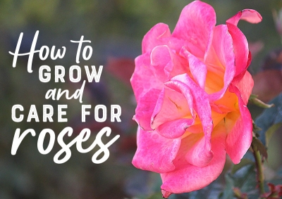 How to Grow &amp; Care for Roses